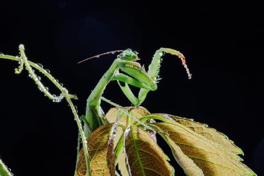 Macro image of a green praying mantis on wet leaves with water droplets glistening under studio lighting.