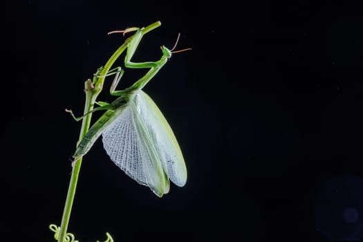 Macro shot of a green praying mantis displaying wings while perched on a stem against a dark studio background.