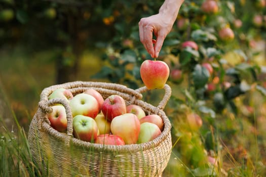 Close-up of a hand picking ripe apple and placing it into a full wicker basket in orchard during autumn harvest.