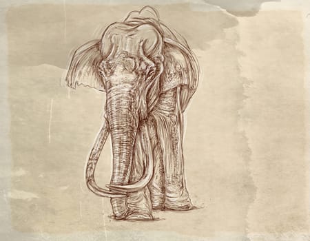hand drawn illustrations portraits, animal objects and landscapes