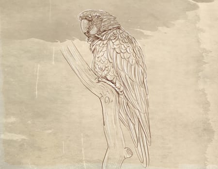 hand drawn illustrations portraits, animal objects and landscapes