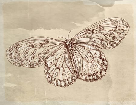 hand drawn illustrations portraits, animal objects and landscapes