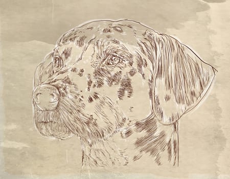 hand drawn illustrations portraits, animal objects and landscapes