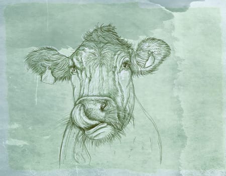 hand drawn illustrations portraits, animal objects and landscapes