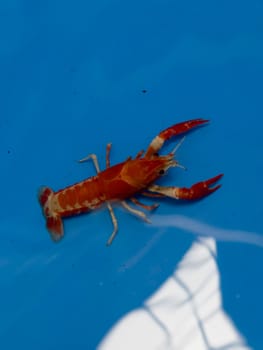 Cherry fire red dwarf shrimps stay on blue tank, stock photo