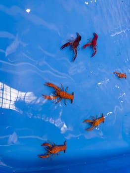 Cherry fire red dwarf shrimps stay on blue tank, stock photo