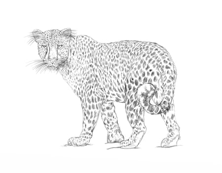 hand drawn illustrations portraits, animal objects and landscapes