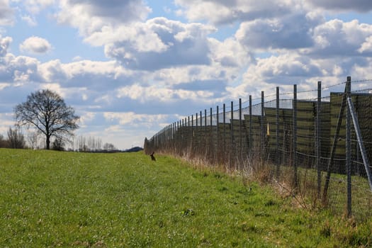European hare sitting in a green field near a photovoltaic power station, enjoying a sunny spring day with white clouds