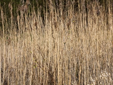 Dry common reeds rising in front of a lush green hedge under bright sunlight, creating a serene natural scene on a sunny day
