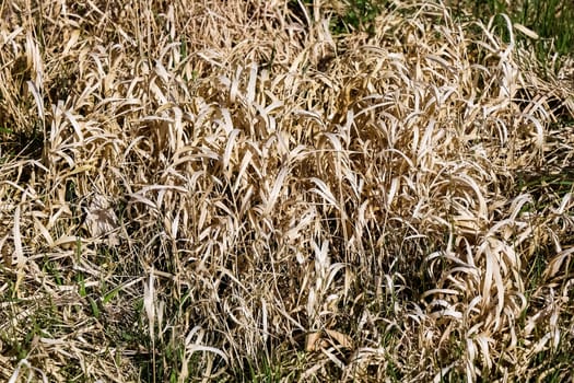 Dry grass growing in the meadow during autumn season, creating a beautiful natural texture