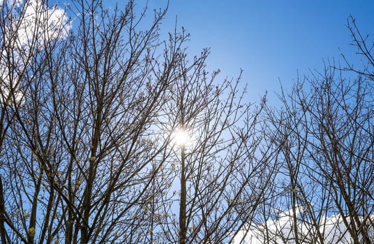 Sunlight filters through the intricate network of bare tree branches against a vibrant blue sky, capturing the essence of early spring
