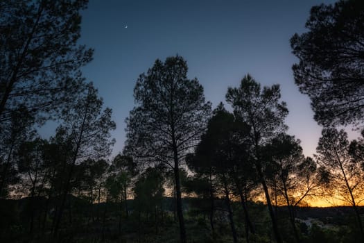 Pine Forest at Dusk with Blue Hour Sky and Orange Glow.The photograph captures a serene pine forest at dusk, with the blue hour sky and an orange glow from the rising or setting sun, and a crescent moon on the horizon, creating a tranquil and picturesque scene.