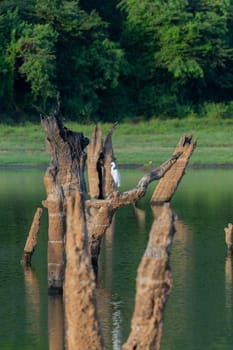 Little Egret or
Egretta garzetta on dead tree over pond in Gal Oya Sri Lanka.