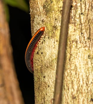 Bright orange and black millipede on tree in Gal Oya National Park, Sri Lanka.