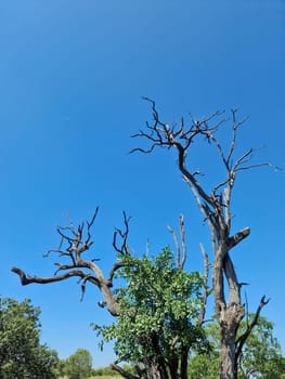 Dry branches of a tree growing in Kenya are contrasting with the green leaves and the blue sky