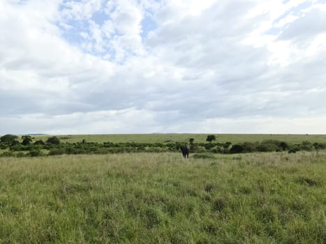 Vast African landscape featuring a solitary buffalo grazing peacefully in the expansive savannah of Kenya, surrounded by stunning scenery