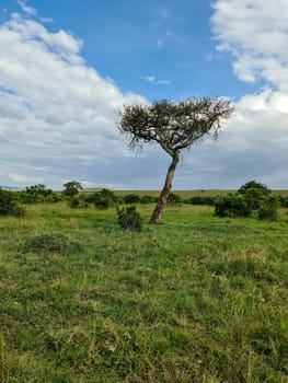 Typical landscape of the Masai Mara National Reserve in Kenya, showing an acacia tree growing on the savanna