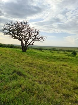 Dry tree is standing in the middle of the african savanna in Kenya, with green grass and cloudy sky