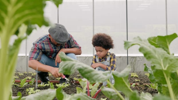 Father and son gardening together planting strawberry plants in the garden, Man and child boy gardening in vegetable in the backyard, family and single mom relax outdoor activities
