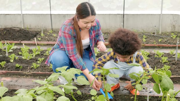 Mother and son gardening together planting strawberry plants in the garden, Woman and child boy gardening in vegetable in the backyard, family and single mom relax outdoor activities