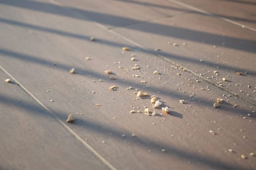 Morning sunlight illuminates crumbs scattered across a wooden floor.