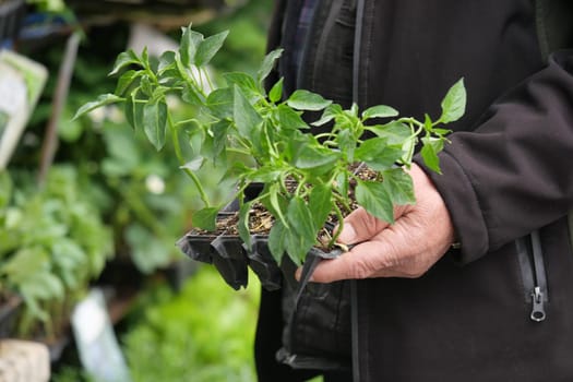 A person holds a tray of young green plants at a garden center.