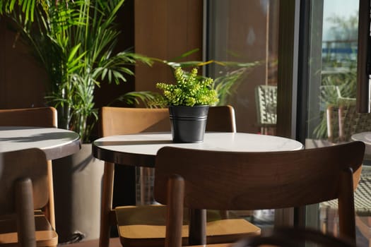 cafe interior with potted plant on table during bright daylight.