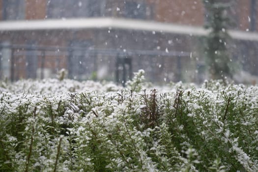 Snow falls gently over a field of green plants in an urban area.