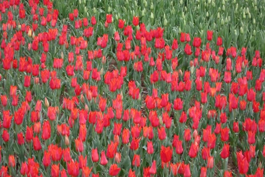 A captivating image of vibrant tulips in full bloom during April, bathed in gentle sunlight. This stunning floral display showcases the beauty of nature and the arrival of spring, perfect for themes of renewal, elegance, and seasonal charm.