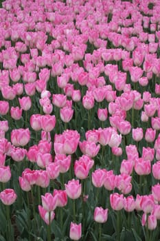 A captivating image of vibrant tulips in full bloom during April, bathed in gentle sunlight. This stunning floral display showcases the beauty of nature and the arrival of spring, perfect for themes of renewal, elegance, and seasonal charm.
