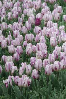 A captivating image of vibrant tulips in full bloom during April, bathed in gentle sunlight. This stunning floral display showcases the beauty of nature and the arrival of spring, perfect for themes of renewal, elegance, and seasonal charm.