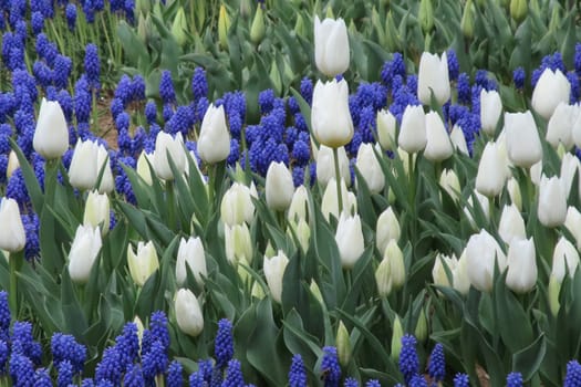 A captivating image of vibrant tulips in full bloom during April, bathed in gentle sunlight. This stunning floral display showcases the beauty of nature and the arrival of spring, perfect for themes of renewal, elegance, and seasonal charm.