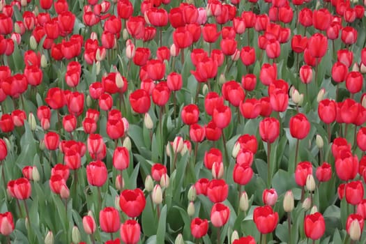 A captivating image of vibrant tulips in full bloom during April, bathed in gentle sunlight. This stunning floral display showcases the beauty of nature and the arrival of spring, perfect for themes of renewal, elegance, and seasonal charm.