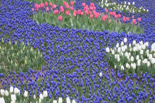 A captivating image of vibrant tulips in full bloom during April, bathed in gentle sunlight. This stunning floral display showcases the beauty of nature and the arrival of spring, perfect for themes of renewal, elegance, and seasonal charm.