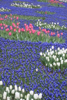 A captivating image of vibrant tulips in full bloom during April, bathed in gentle sunlight. This stunning floral display showcases the beauty of nature and the arrival of spring, perfect for themes of renewal, elegance, and seasonal charm.