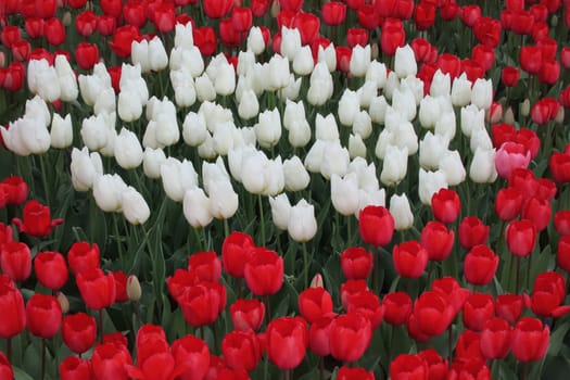 A captivating image of vibrant tulips in full bloom during April, bathed in gentle sunlight. This stunning floral display showcases the beauty of nature and the arrival of spring, perfect for themes of renewal, elegance, and seasonal charm.