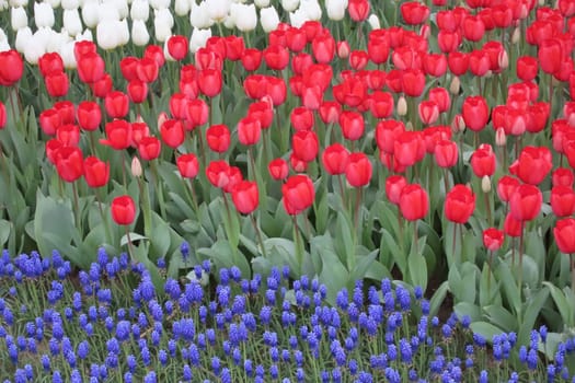 A captivating image of vibrant tulips in full bloom during April, bathed in gentle sunlight. This stunning floral display showcases the beauty of nature and the arrival of spring, perfect for themes of renewal, elegance, and seasonal charm.