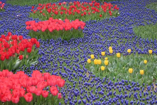 A captivating image of vibrant tulips in full bloom during April, bathed in gentle sunlight. This stunning floral display showcases the beauty of nature and the arrival of spring, perfect for themes of renewal, elegance, and seasonal charm.