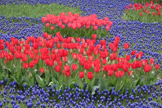 A captivating image of vibrant tulips in full bloom during April, bathed in gentle sunlight. This stunning floral display showcases the beauty of nature and the arrival of spring, perfect for themes of renewal, elegance, and seasonal charm.