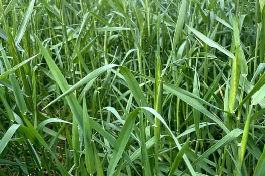 A detailed view of lush green wheat plants growing densely in a field, captured during the early stage of head development. The vibrant blades and forming ears indicate a healthy crop and a thriving agricultural environment.