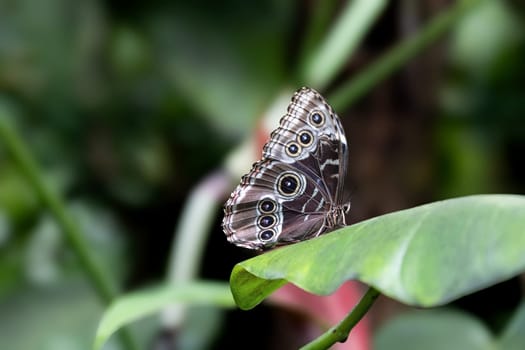 Owl Butterfly (Caligo memnon) posing on green plant. Horizontally. 