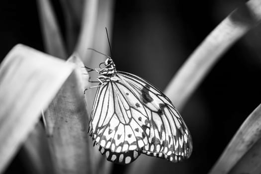 Black and white photo of rice paper butterfly posing on a plant leaf. Horizontally. 