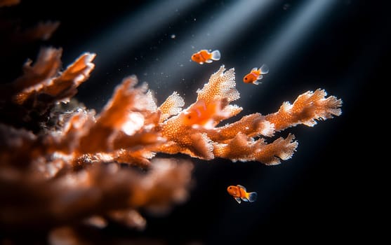 Clownfish swimming among coral reefs in sunlit underwater scene.