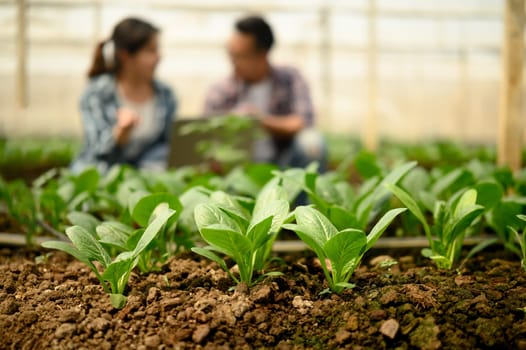 Close up shot of young vegetable seedlings growing in organic greenhouse.