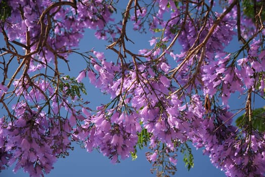 Vibrant Jacaranda Tree in Full Bloom with Purple Flowers Against a Deep Blue Sky