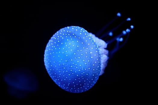 Bioluminescent Jellyfish Phyllorhiza punctata white-spotted jellyfish aka floating bell, Australian spotted jellyfish luminescent underwater