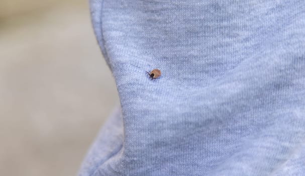 Tick on human clothing. Selective focus. Nature human