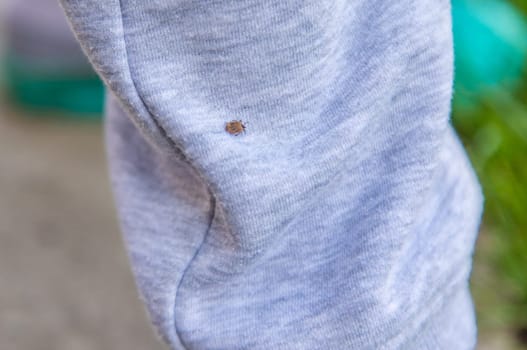 Tick on human clothing. Selective focus. Nature human