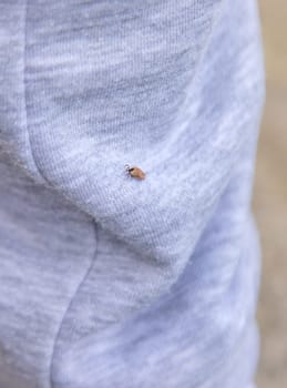 Tick on human clothing. Selective focus. Nature human