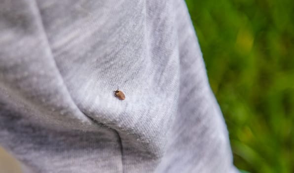 Tick on human clothing. Selective focus. Nature human